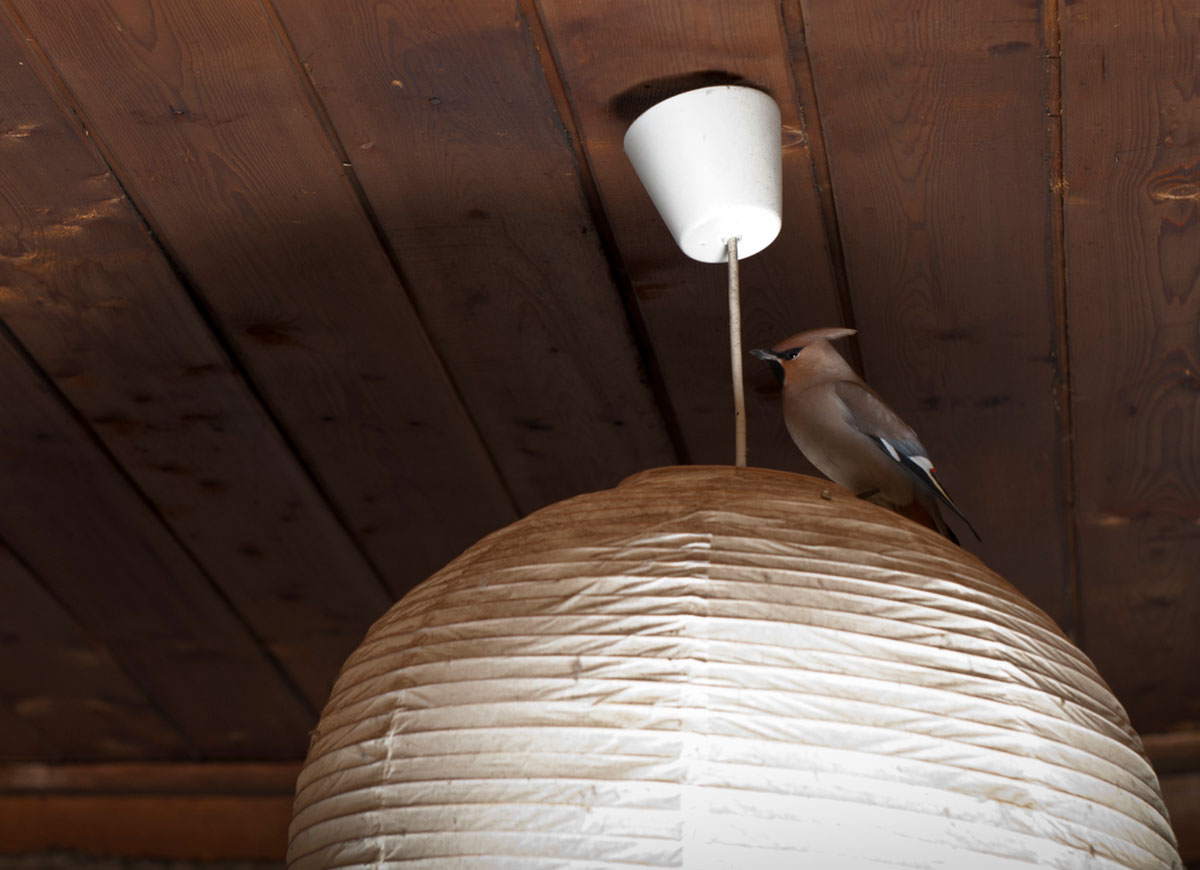 bird inside house perched on light fixture