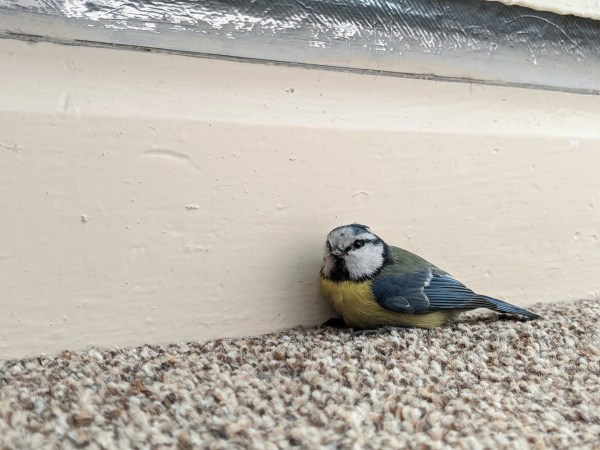What to Do If a Bird Flies into Your House