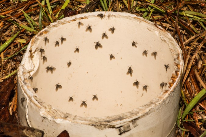 How to Get Rid of Gnats, Indoors and Out