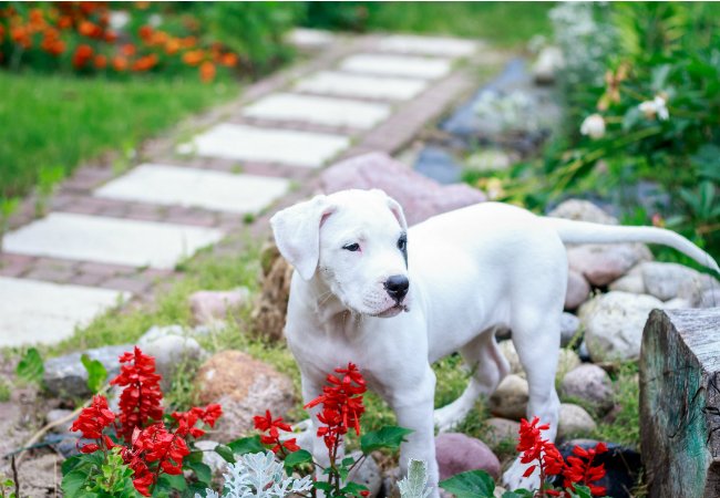 Pet-Proof Your Yard with 5 Tips from a Pro Trainer