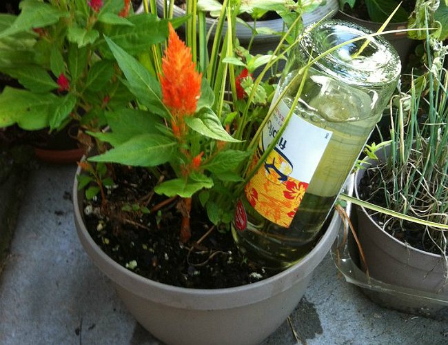 How to Water Plants - With a Wine Bottle While Away