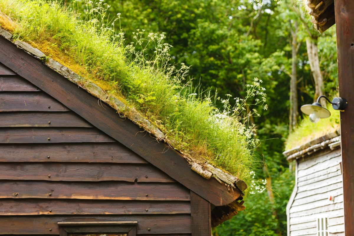 Large amount of moss and grass growing on the roof of a wooden home.