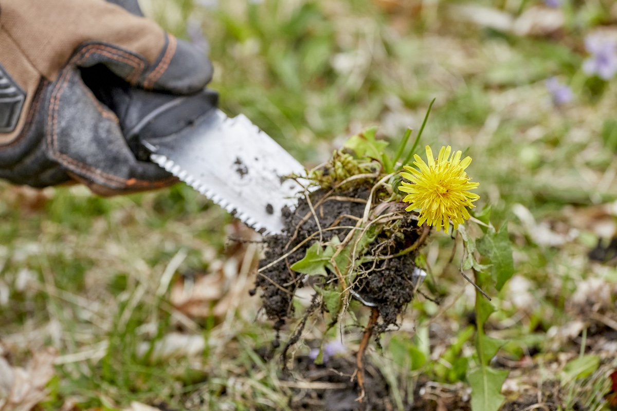 Person wearing work gloves pulls up dandelion with garden trowel.