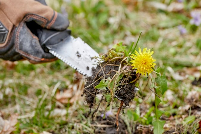 Person wearing work gloves pulls up dandelion with garden trowel.