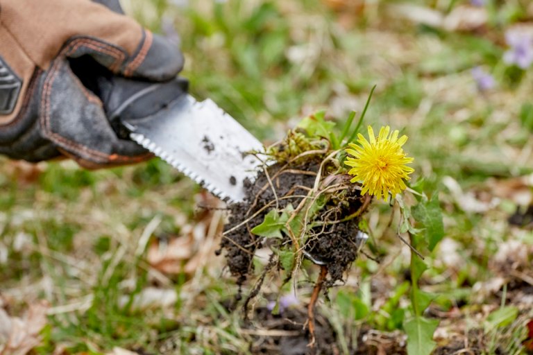 Person wearing work gloves pulls up dandelion with garden trowel.