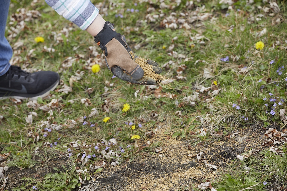 Person wearing gardening gloves spreads granules of pre-emergent herbicide in a lawn.
