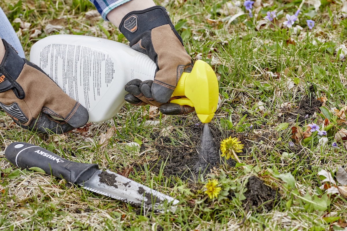 Person wearing gloves sprays herbicide on a dandelion in yard.
