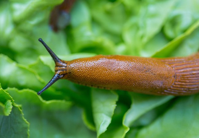 how to get rid of slugs