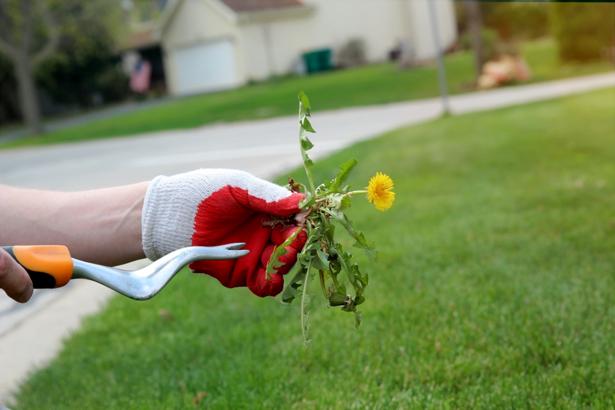 Person holding dandelion removal tool and plant.