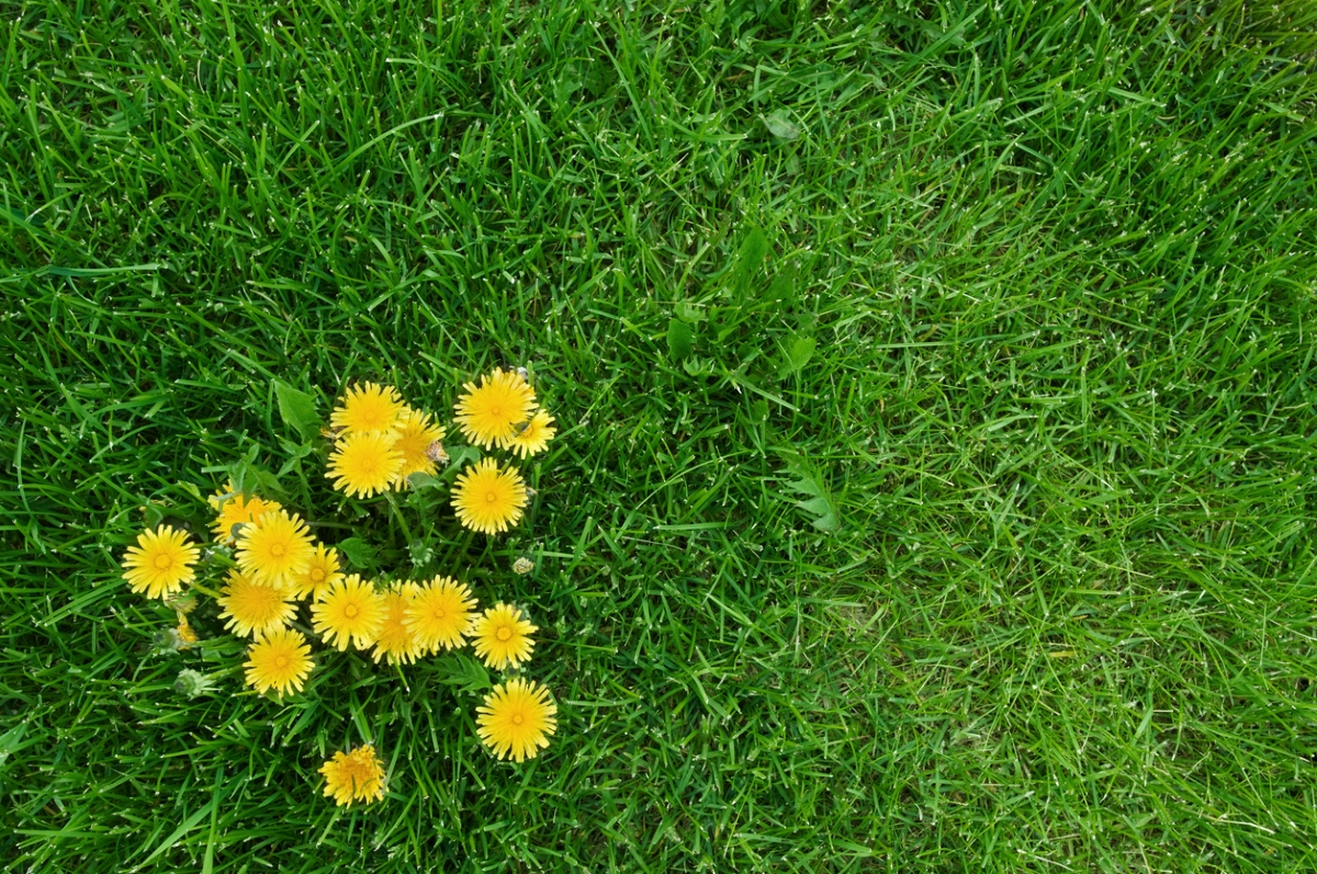 How To Get Rid Of Dandelions And Why You Might Want To IStock 157508183 How To Get Rid Of Dandelions Small Group Of Dandelions On Green Grass