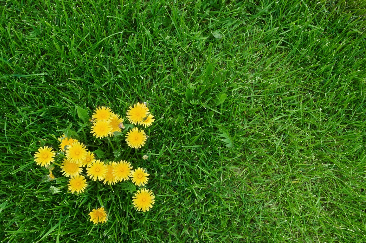 Small group of dandelions on green grass.