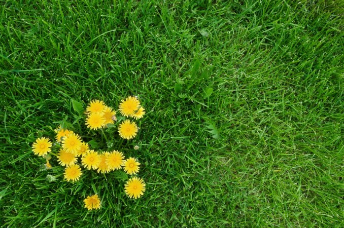 How to Get Rid of Dandelions in Your Yard