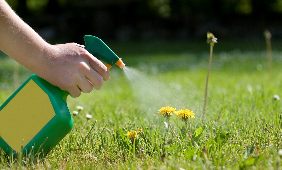 Person spraying herbicide on dandelions.