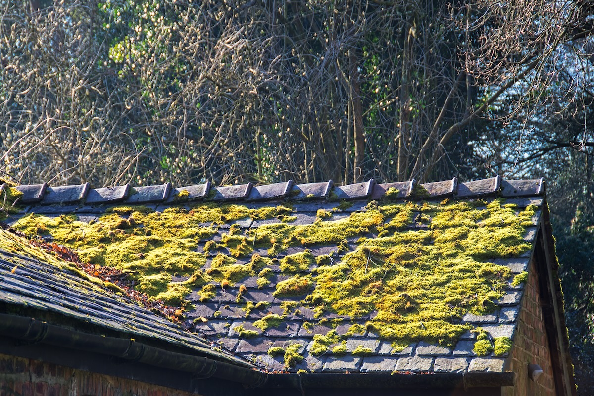 How to Remove Moss From a Roof