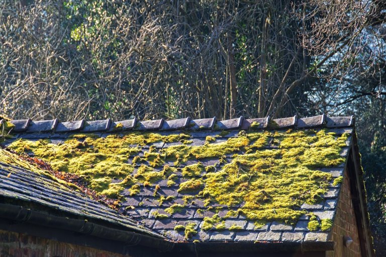 Moss growing on a slate roof.