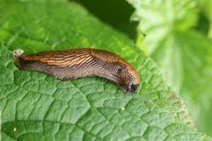 A slug on a comfrey leaf.