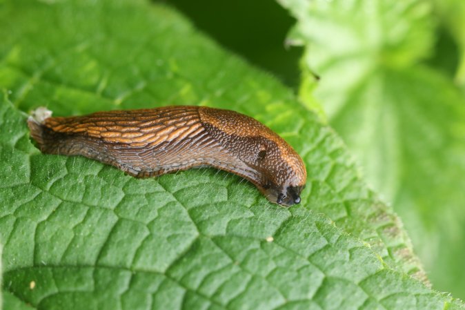 A slug on a comfrey leaf.