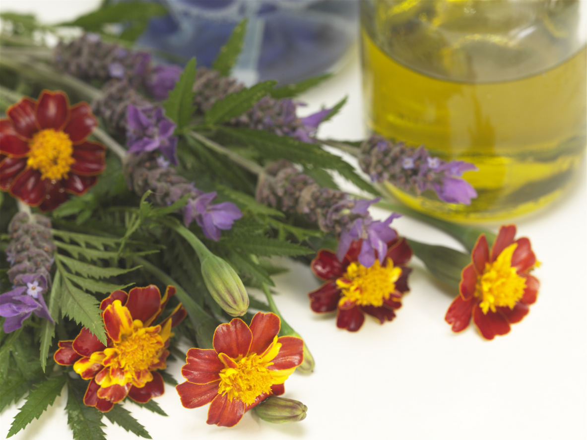"Marigolds and Lavender are plants that can make effectictive eco-friendly natural organic, pest repellants and can be mxed in a spray with a little cooking oil and liquid dishwashing soap."