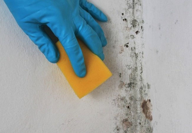 14 Surprising Places Where Mold Hides in the Home