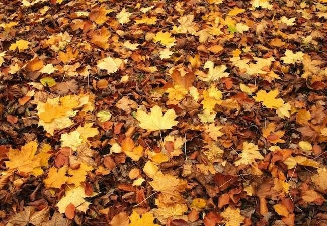 9 Tricks for Fast and Easy Fall Yard Cleanup