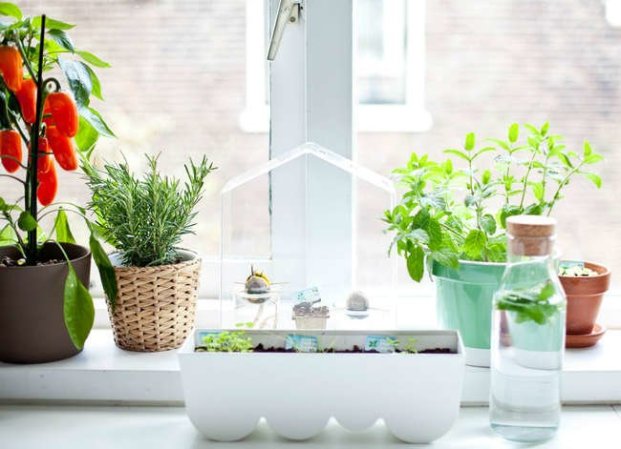 10 Houseplants You Can Propagate the Fastest for an Ever-Expanding Indoor Garden