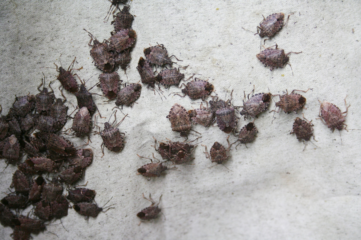 An infestation of stink bugs on white fabric.