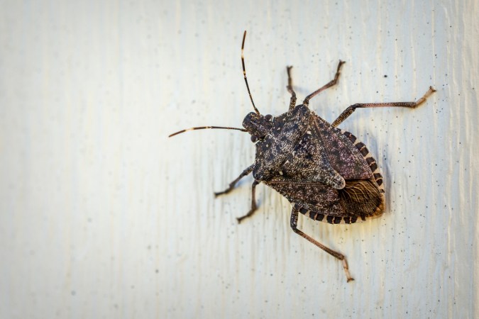 A brown stink bug clings to outdoor siding.