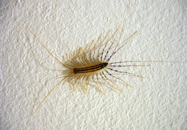 How to Get Rid of Centipedes - House Centipede