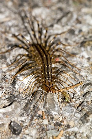 How to Get Rid of Centipedes - Centipede Outdoors