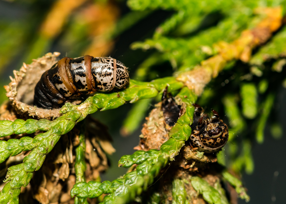 Evergreen bagworms on the branch of a cedar tree.
