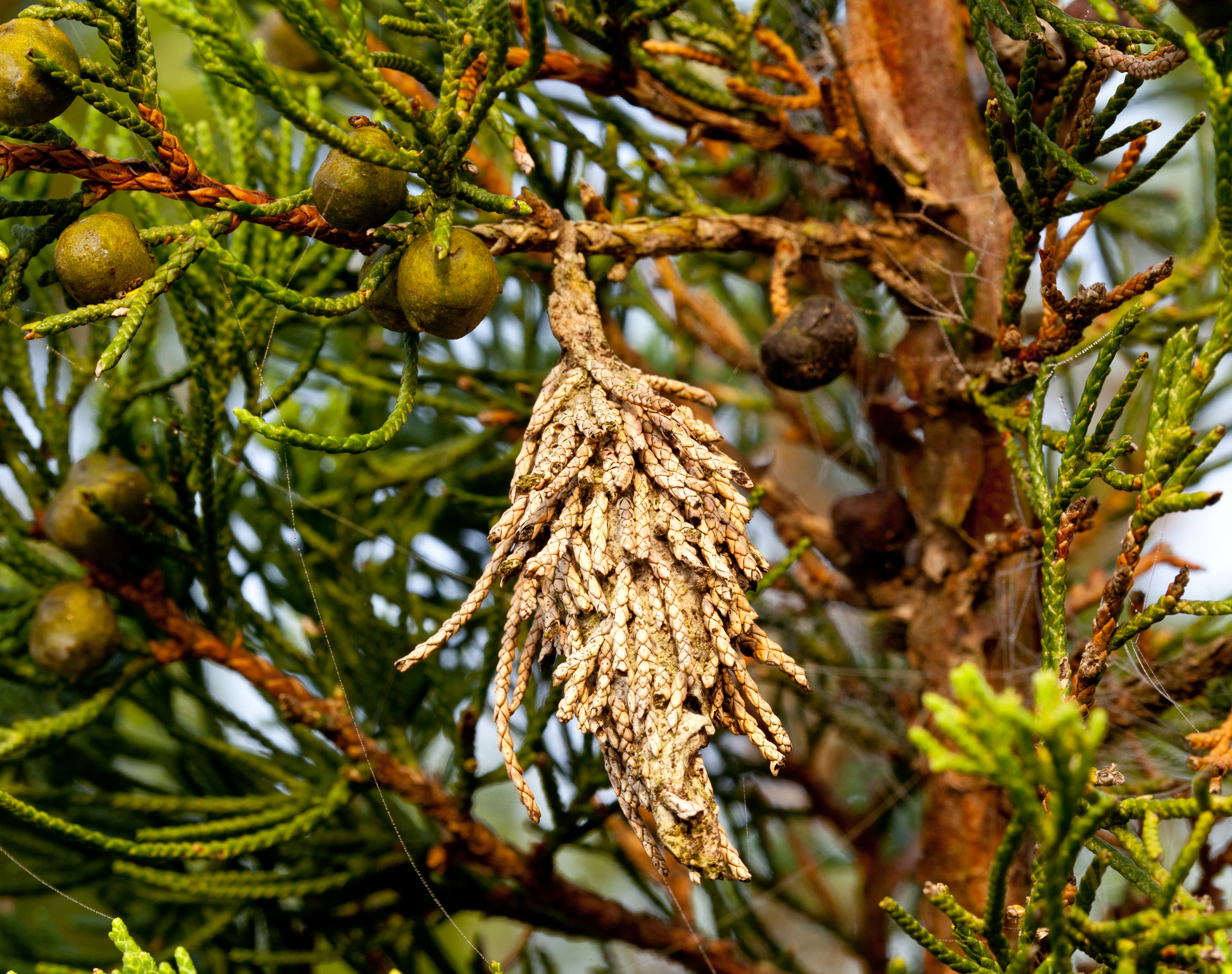 A bagworm hanging from a pine tree.