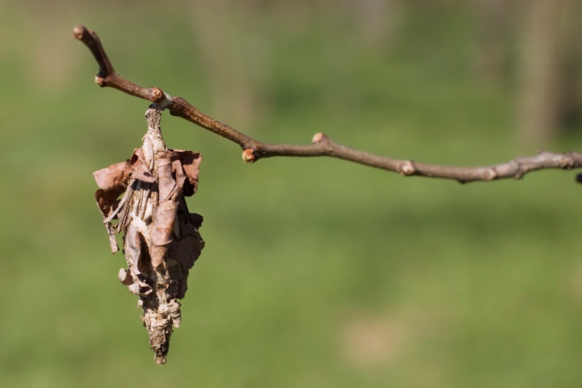 A bagworm pupa hangs from a thin tree branch.