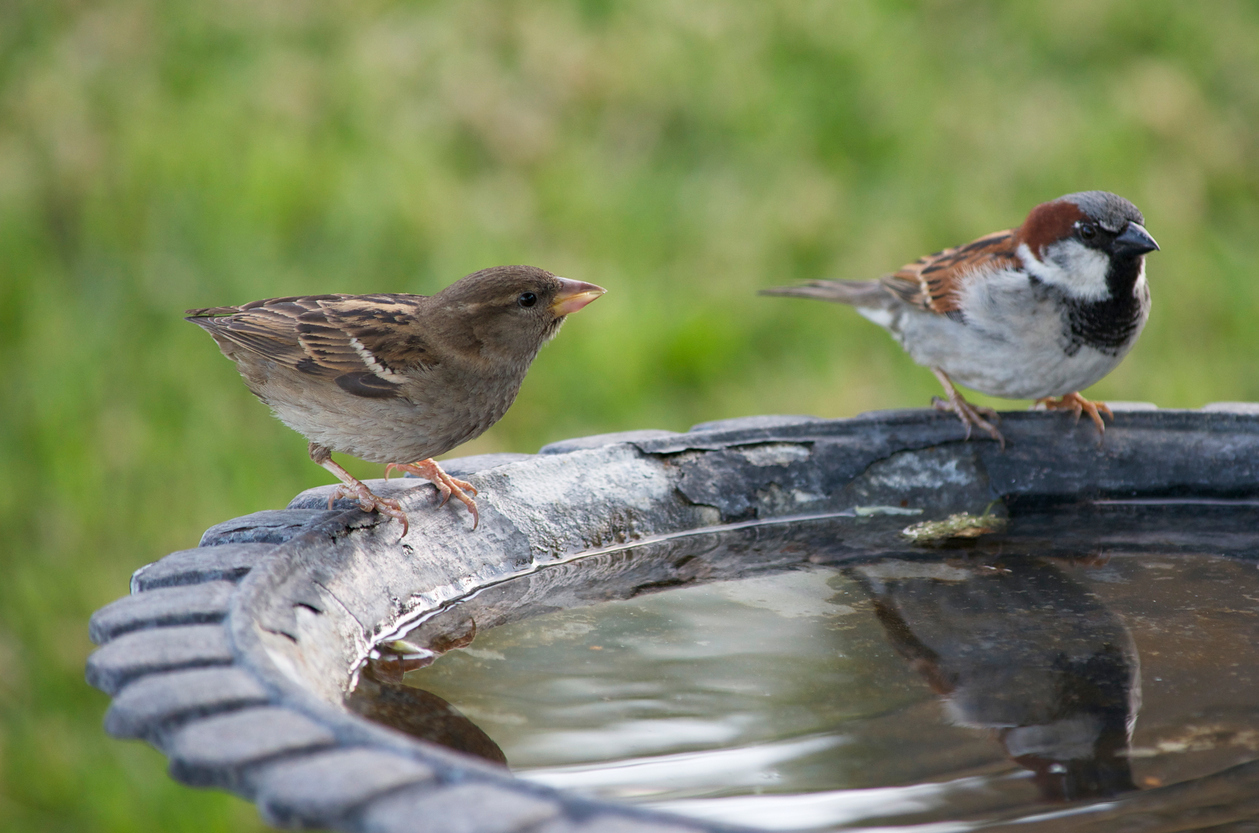 Two house sparrows perched on a bird bath.