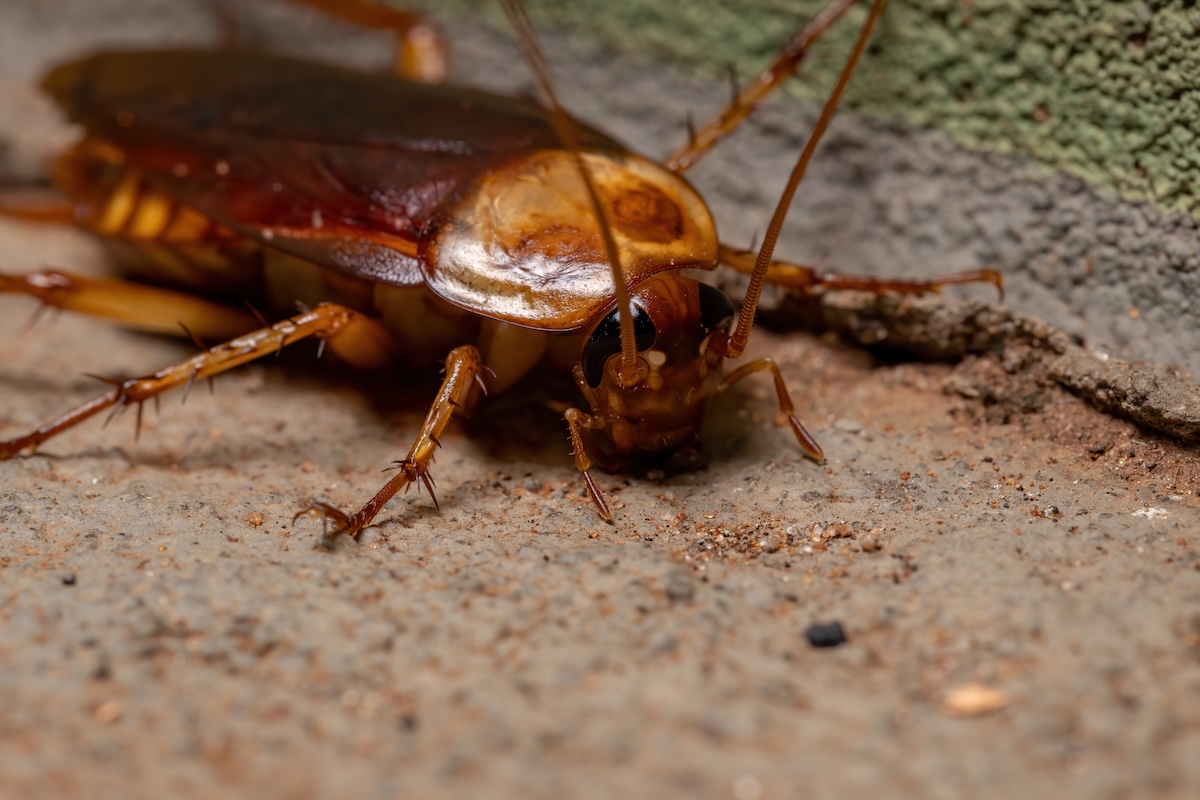 Adult American Cockroach of the species Periplaneta americana