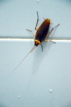 How to Get Rid of Waterbugs - in the Bathroom