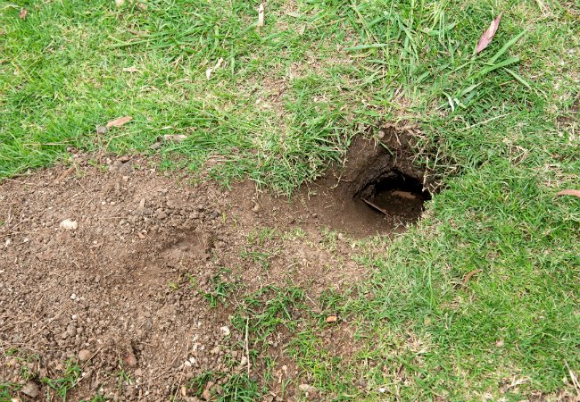 How to Get Rid of Gophers - Backyard Hole