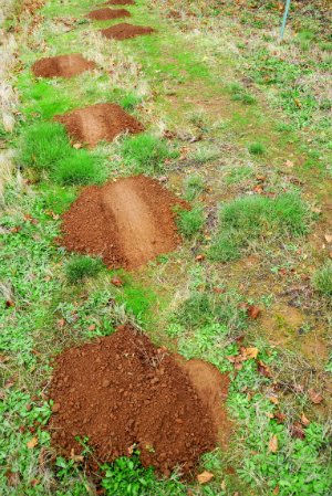 How to Get Rid of Gophers - Backyard Mounds