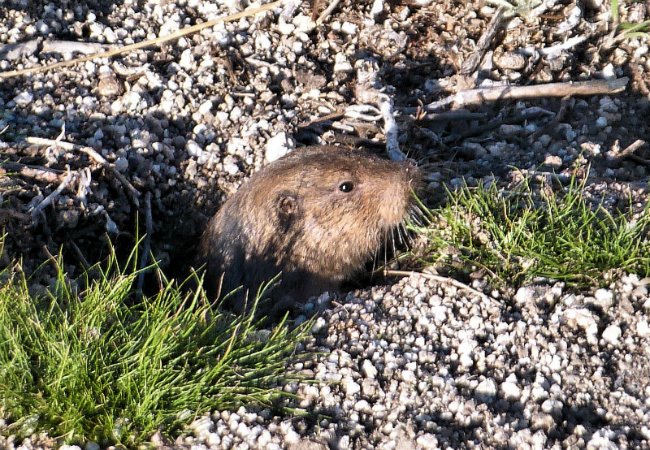 How to Get Rid of Gophers - Backyard Rodents