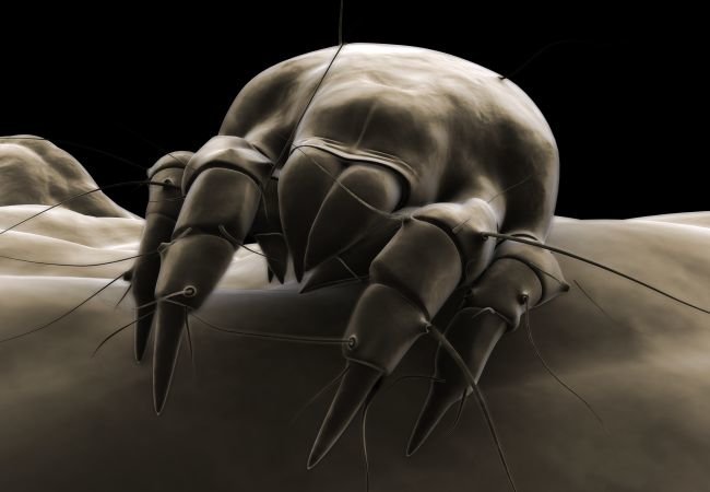 How to Get Rid of Dust Mites