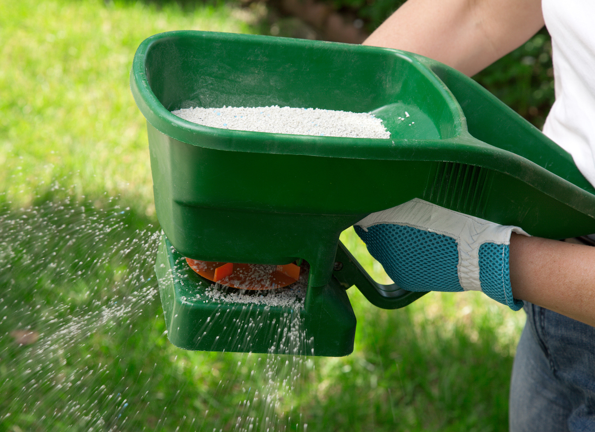 Hand fertilizing lawn