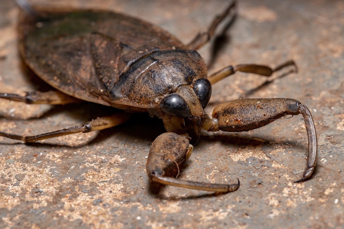 Adult Giant Water Bug of the Genus Lethocerus