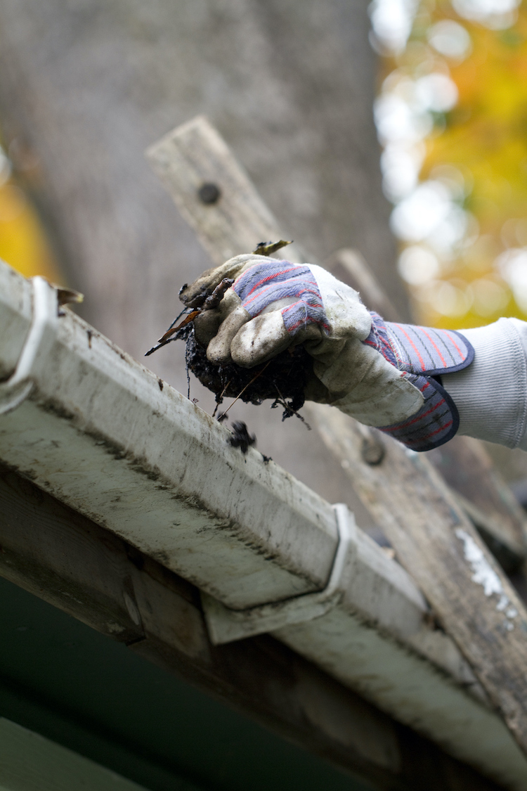 clean gutters to get rid of crickets