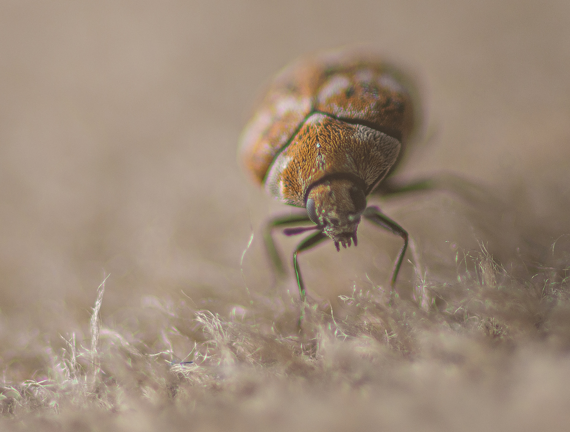 Extreme Close Up of Carpet Beetle.