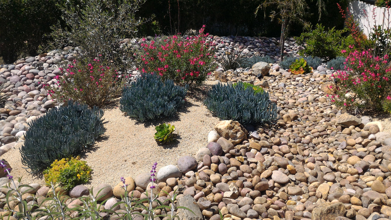 Xeriscaped front yard for water conservation with dry creek bed.