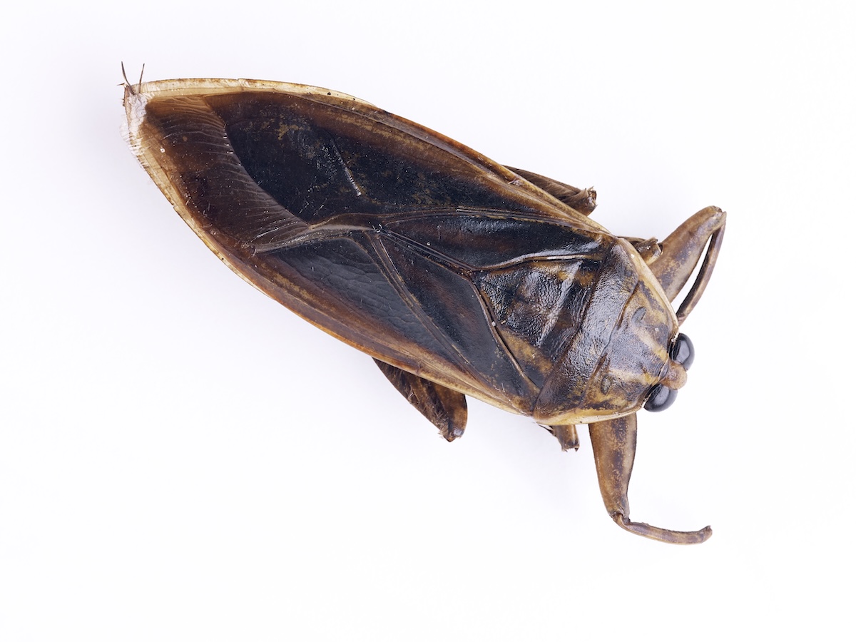 Giant water bugs on a white background