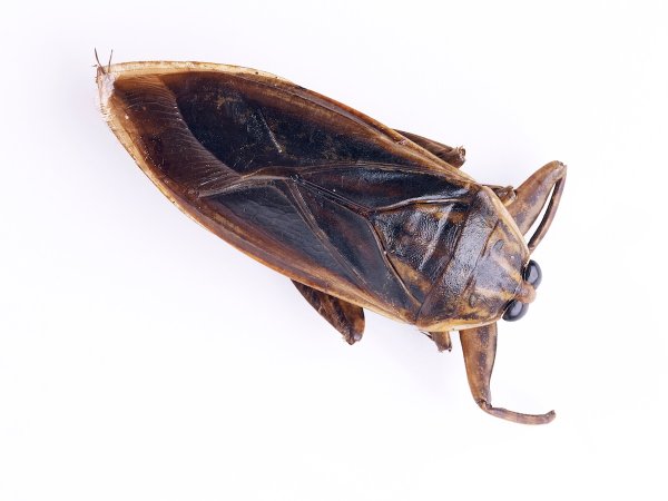 Giant water bugs on a white background