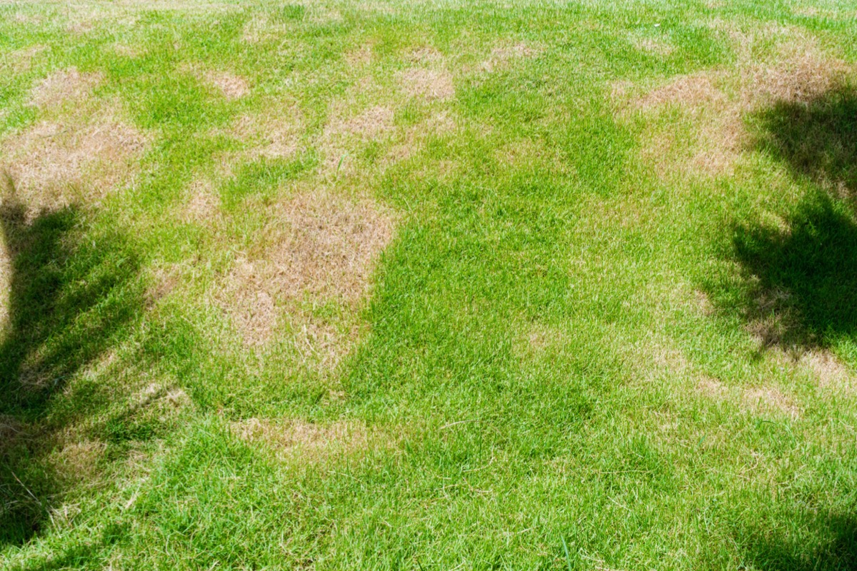 when to fertilize lawn