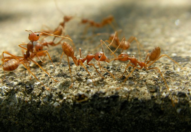 How to Get Rid of Fire Ants: 5 Tried-and-True Methods