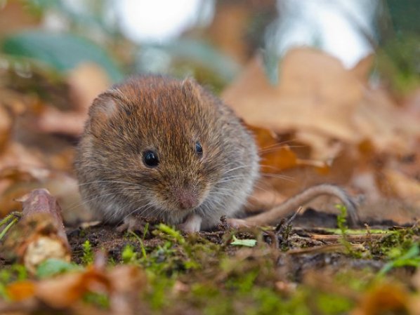 How to Get Rid of Voles Humanely in 7 Steps