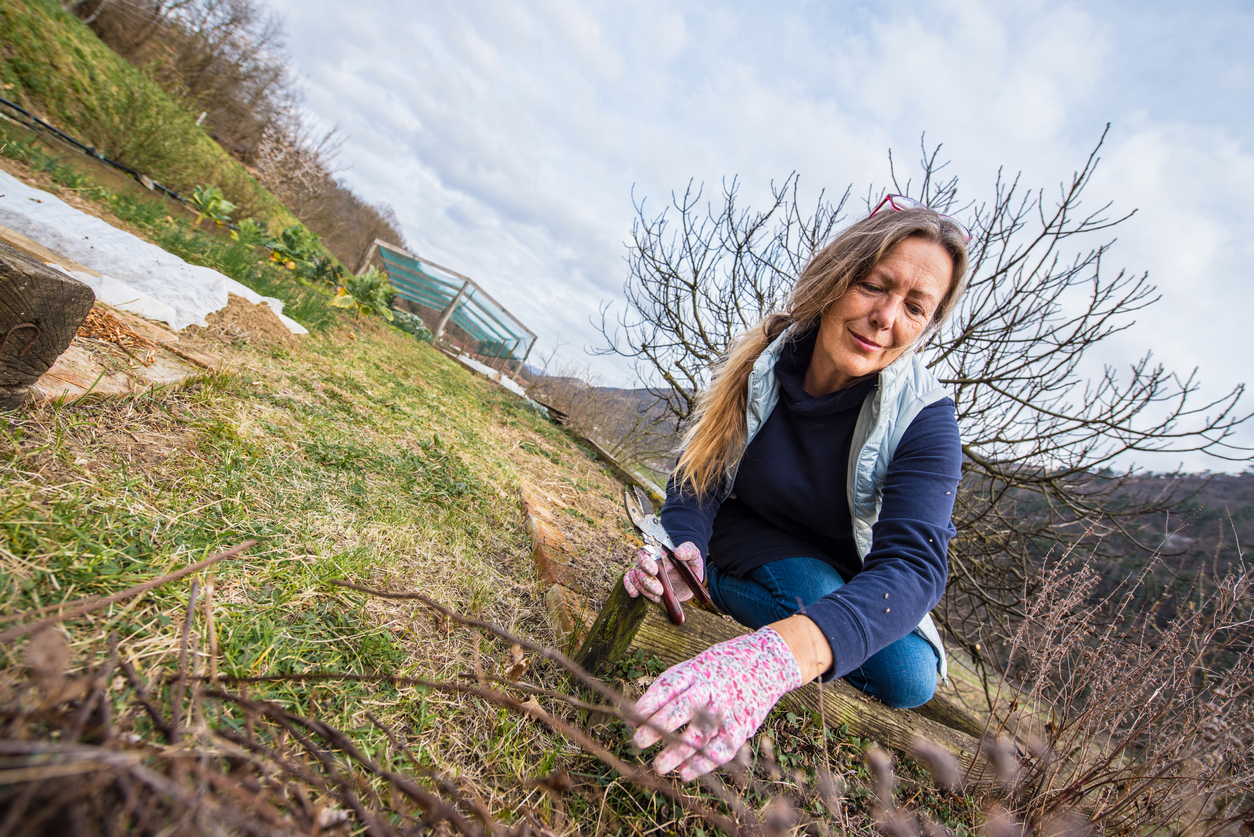 Pruning Shrubs